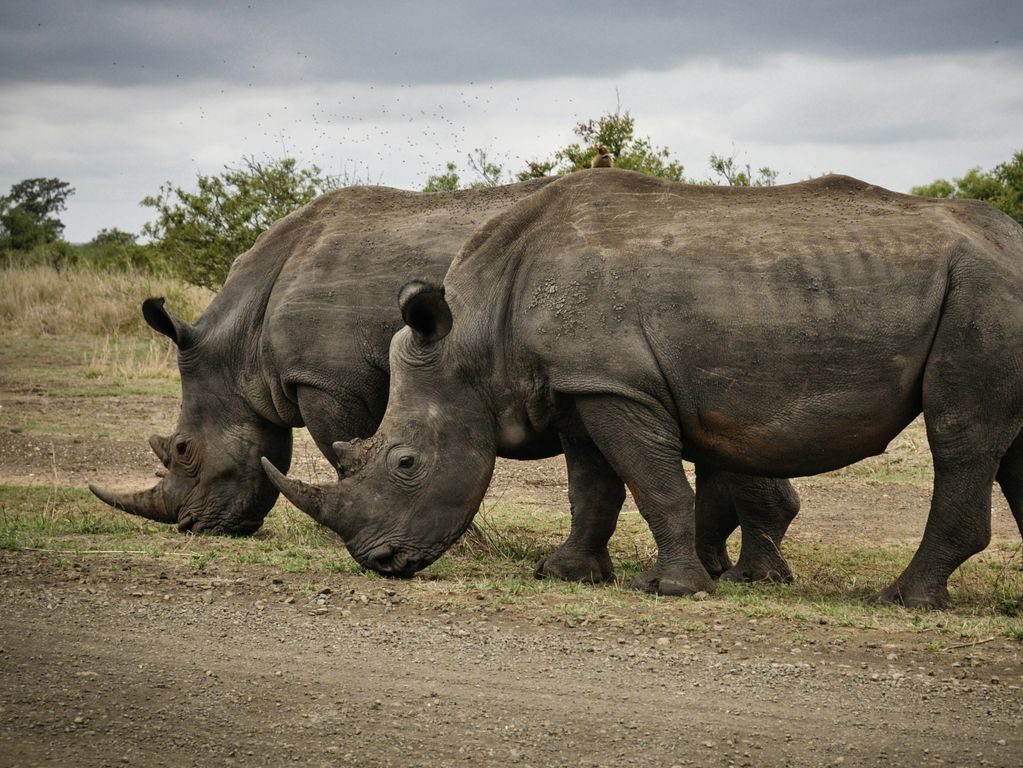 Kruger NP neushoorns Zuid Afrika groepsrondreis 2